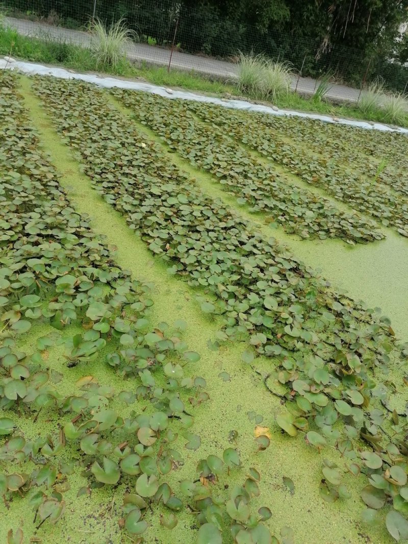 长期供应睡莲种苗，苗型好，睡莲苗成都基地