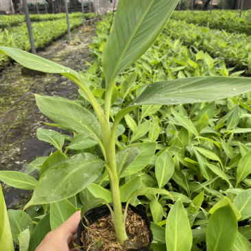 本司有广粉，巴西香蕉苗组培袋苗和杯苗，基地直发，欢迎来电