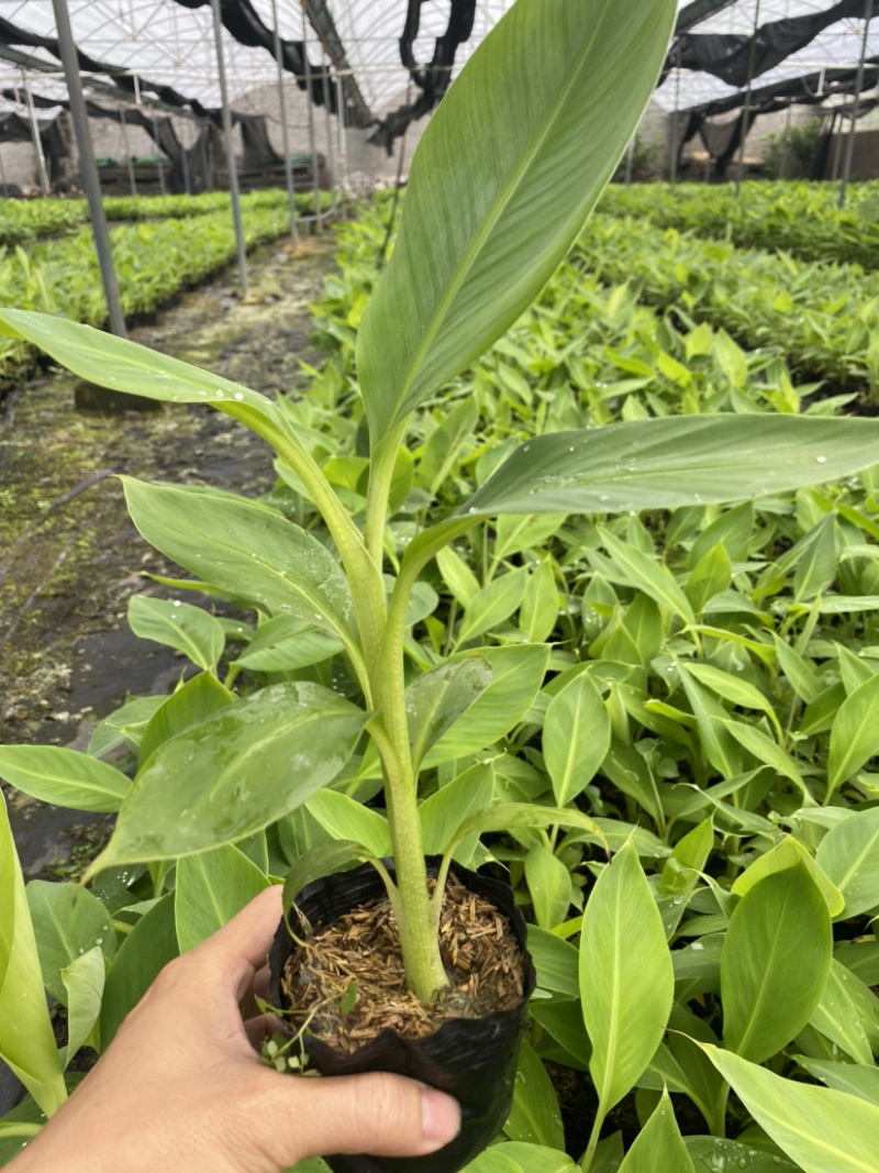 本司有广粉，巴西香蕉苗组培袋苗和杯苗，基地直发，欢迎来电