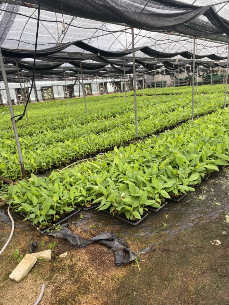 本司有广粉，巴西香蕉苗组培袋苗和杯苗，基地直发，欢迎来电