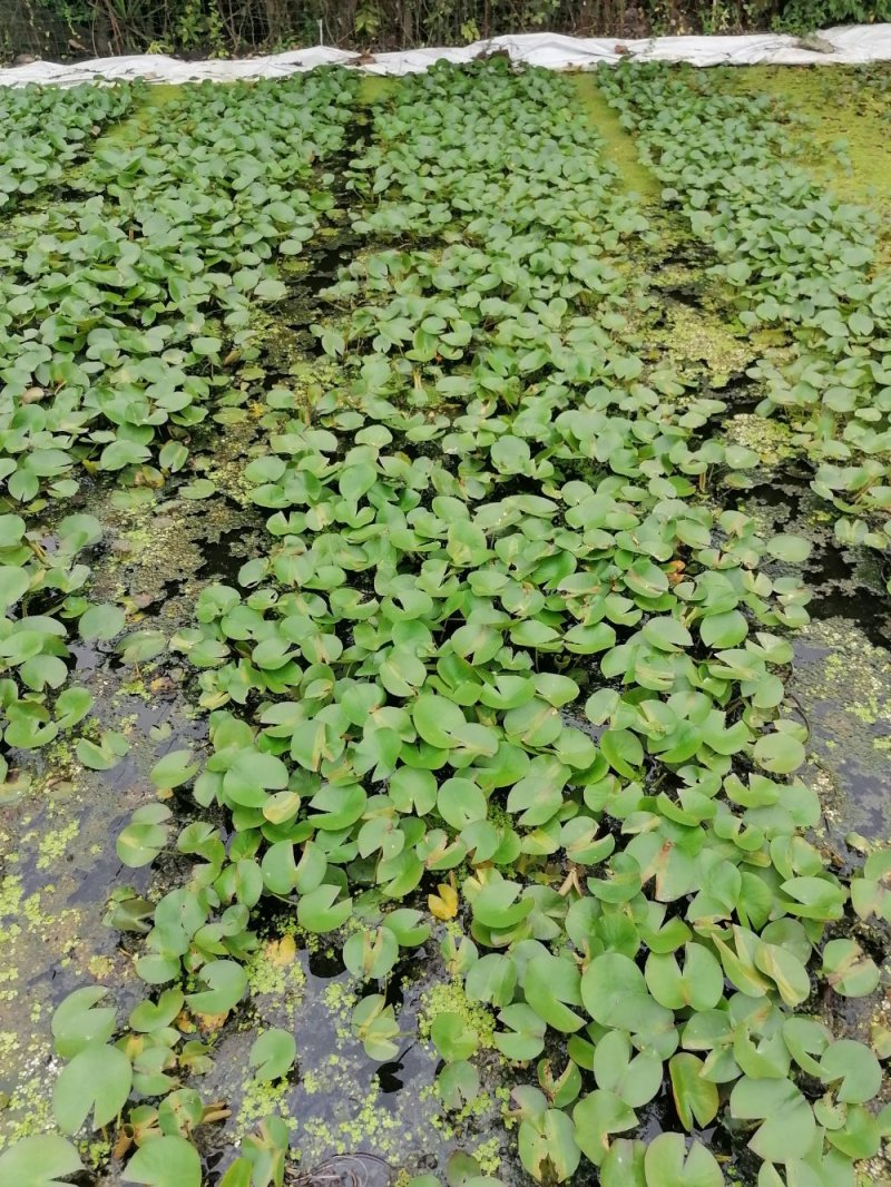 长期供应睡莲种苗，苗型好，睡莲苗成都基地