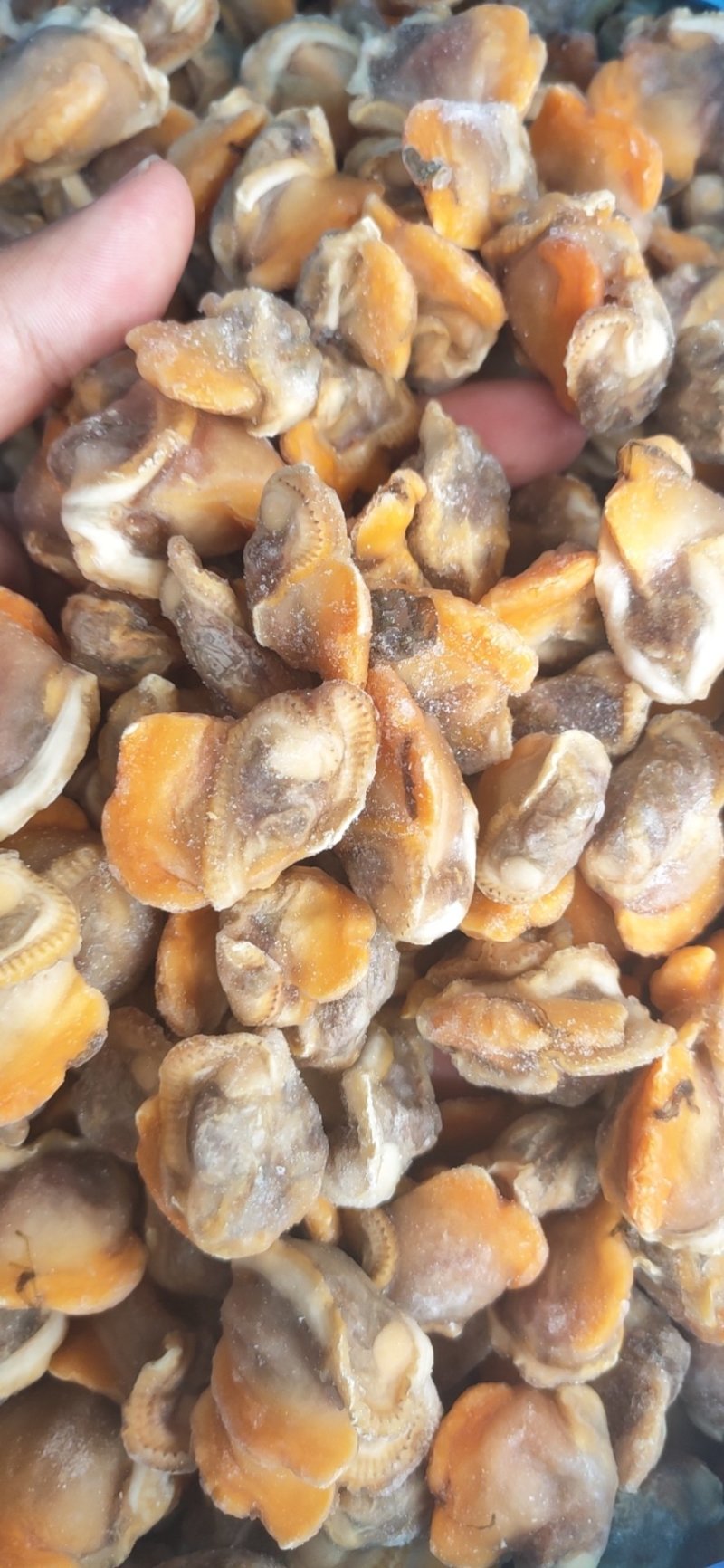【产地直供】鲜冻毛蛤蜊血蛤肉无沙蛤蜊肉江苏海鲜水产