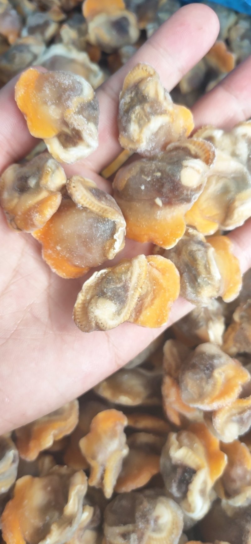 【产地直供】鲜冻毛蛤蜊血蛤肉无沙蛤蜊肉江苏海鲜水产