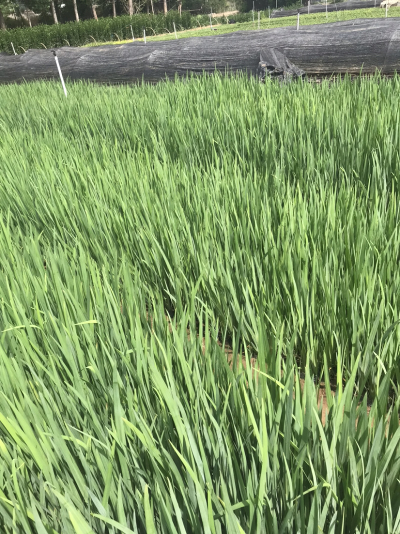 黄菖蒲、水生鸢尾，大量供应质优价廉山东青州！