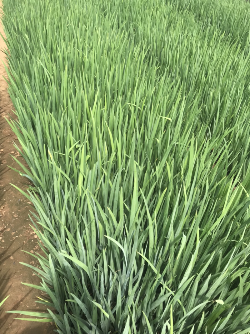 黄菖蒲、水生鸢尾，大量供应质优价廉山东青州！