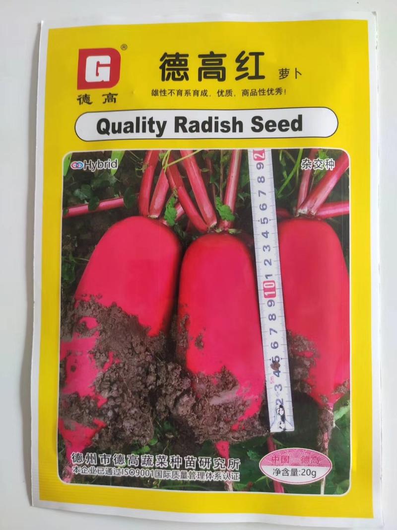 德高红红皮萝卜种子雄性不育系育成优质商品性优秀
