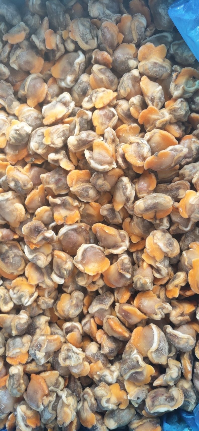 新鲜毛蛤肉新鲜毛蚶肉鲜活现剥蛤蜊肉蚬子肉血蛤杂色蛤蜊肉