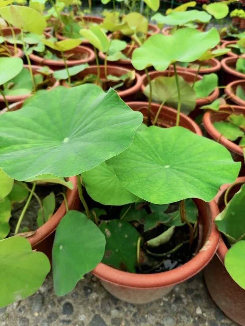 荷花，株高10-20公分，苗子好，成都货源
