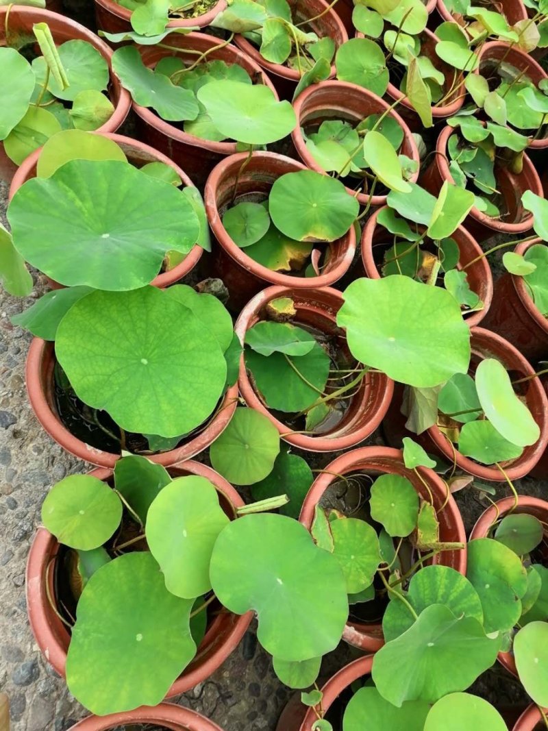 荷花，株高10-20公分，苗子好，成都货源