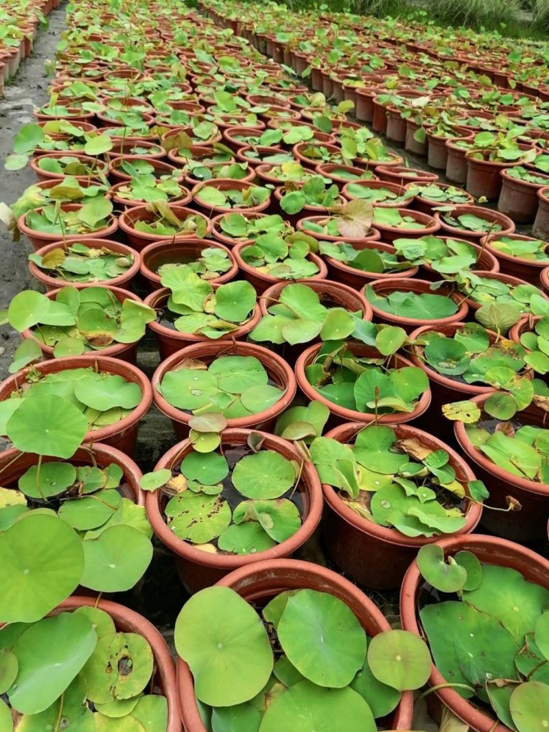 荷花，株高10-20公分，苗子好，成都货源