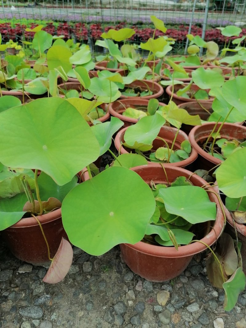 荷花，株高10-20公分，苗子好，成都货源