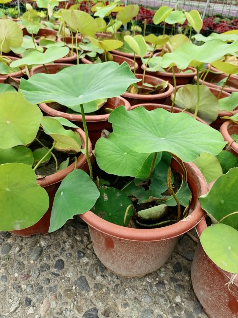 荷花，株高10-20公分，苗子好，成都货源