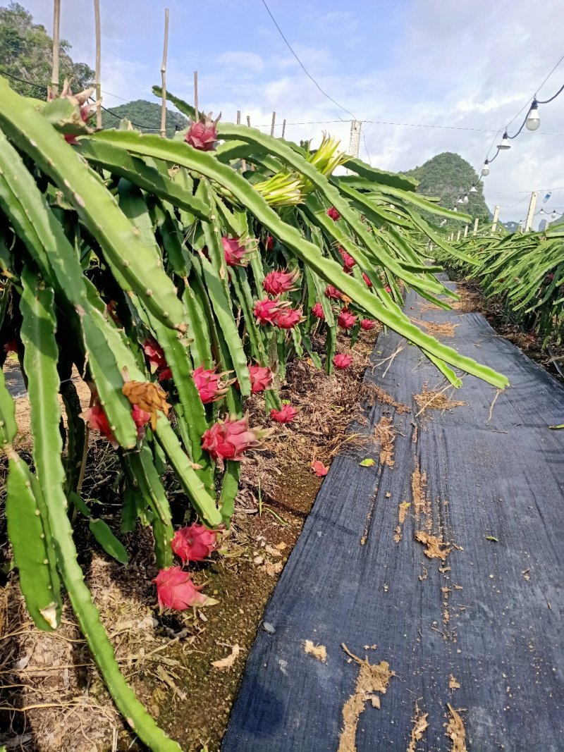 广西省龙州县万亩基地火龙果金都一号大量上市