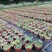 荷花，株高10-20公分，苗子好，成都货源