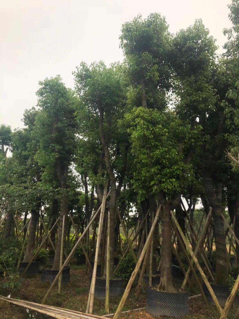 香樟