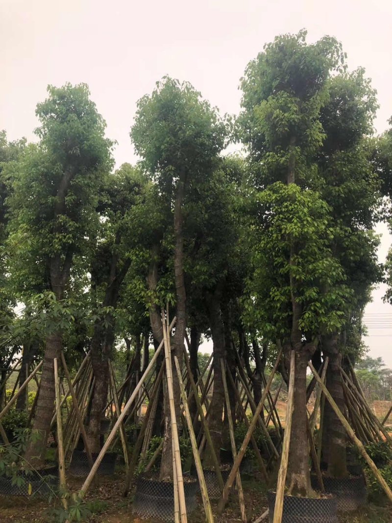 香樟
