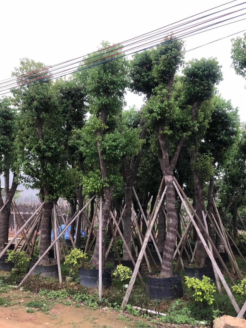香樟