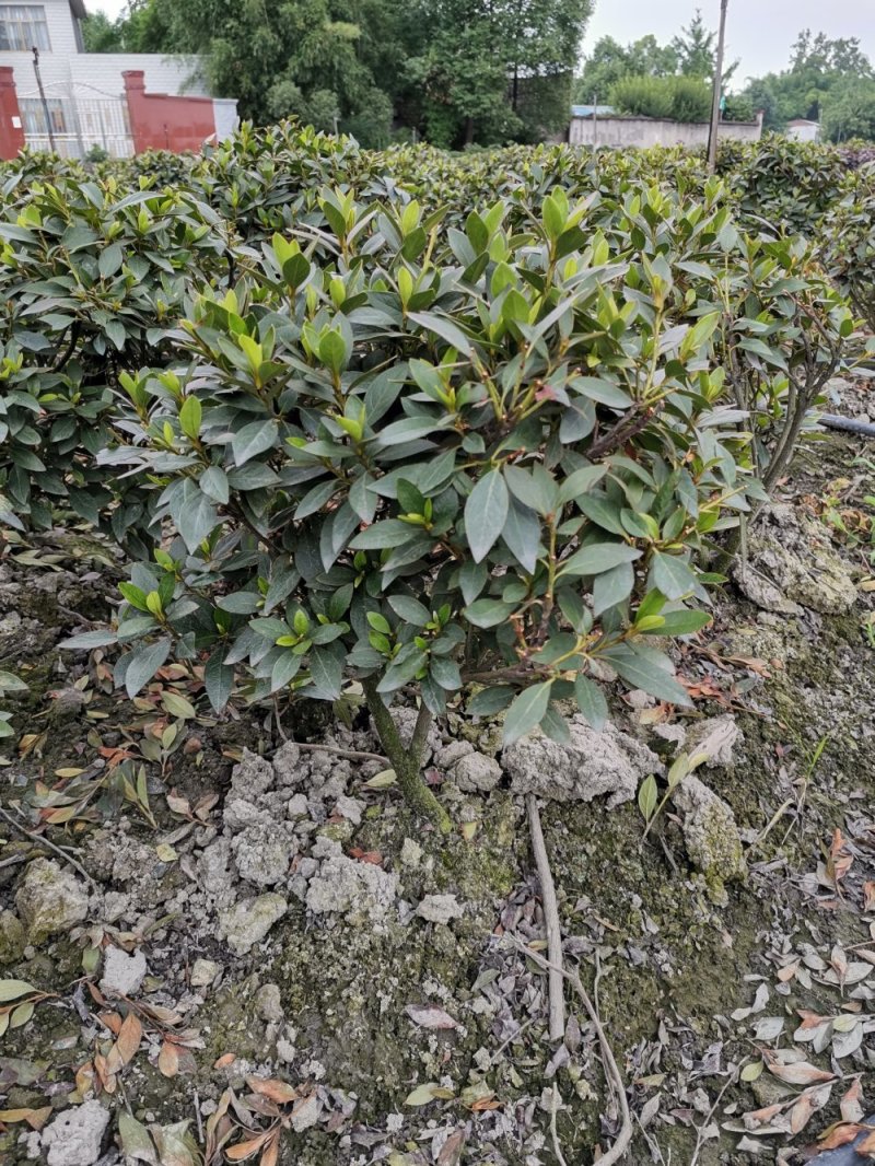 供应30公分左右毛鹃球，各种规格毛鹃球，价格面议