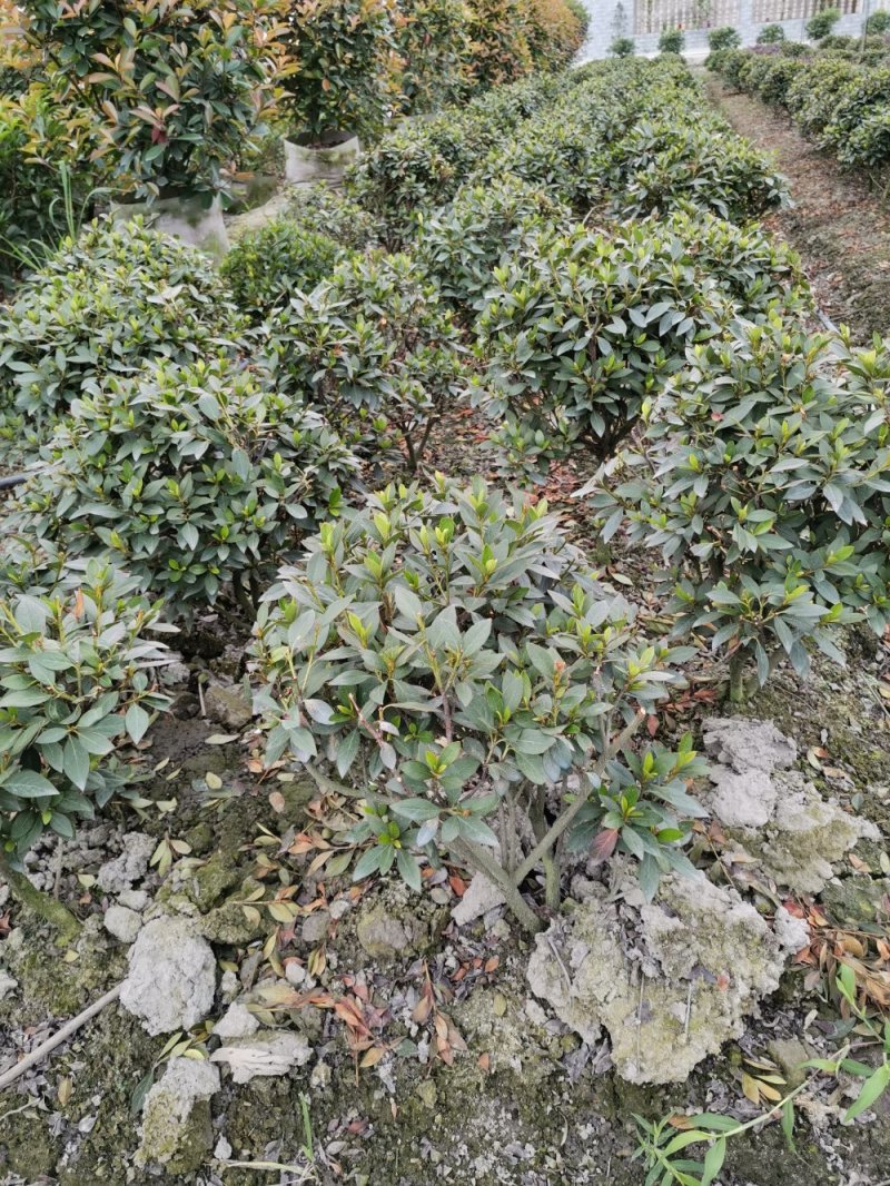 供应30公分左右毛鹃球，各种规格毛鹃球，价格面议