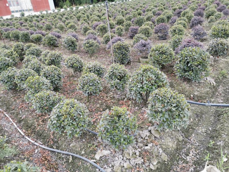 供应30公分左右毛鹃球，各种规格毛鹃球，价格面议