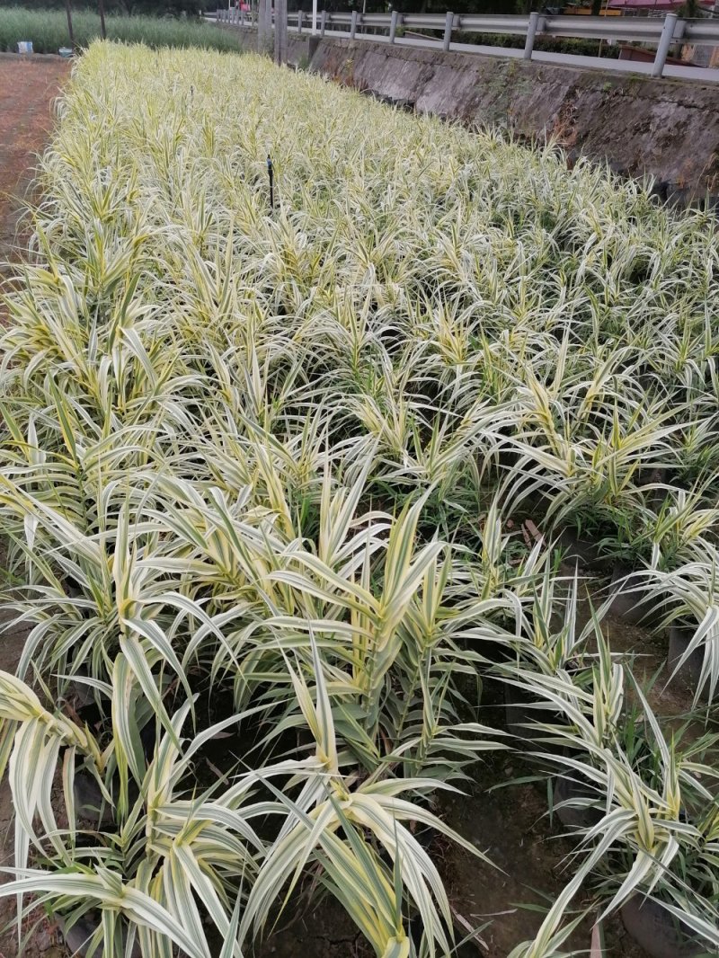 出售花叶芦竹，自家苗圃供应花叶芦竹量大从优