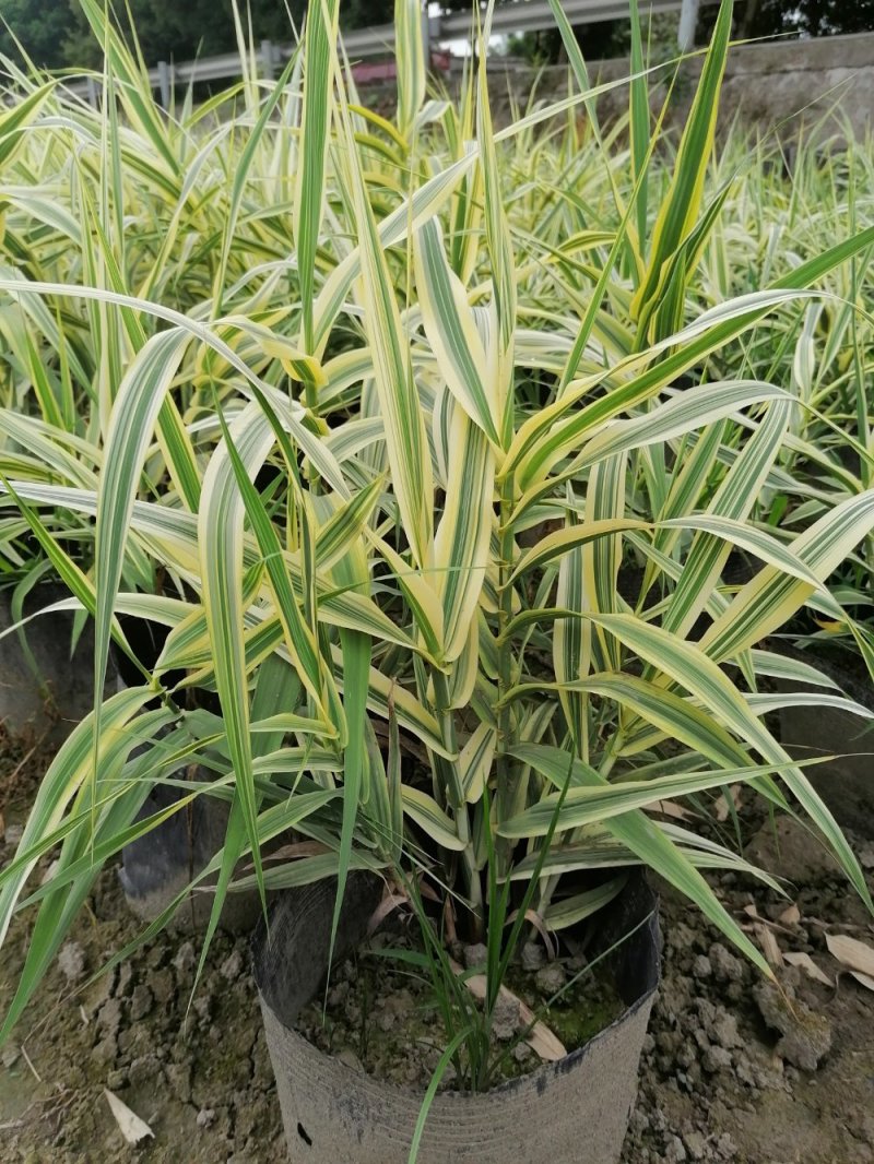 出售花叶芦竹，自家苗圃供应花叶芦竹量大从优