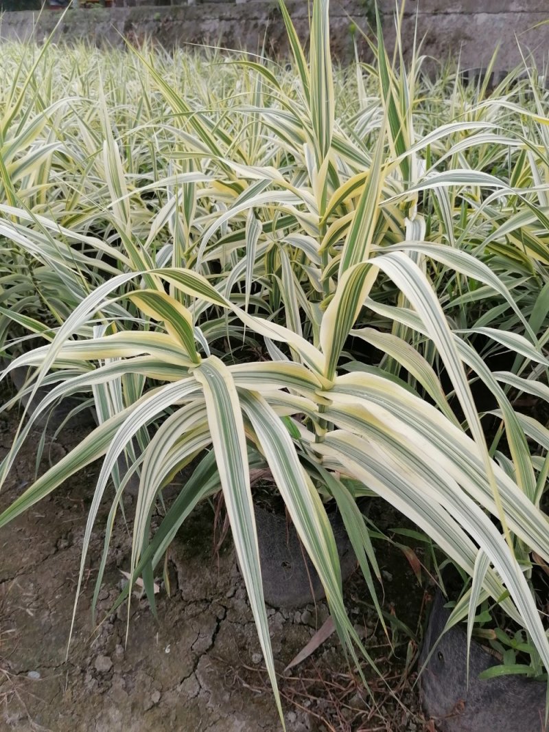 出售花叶芦竹，自家苗圃供应花叶芦竹量大从优