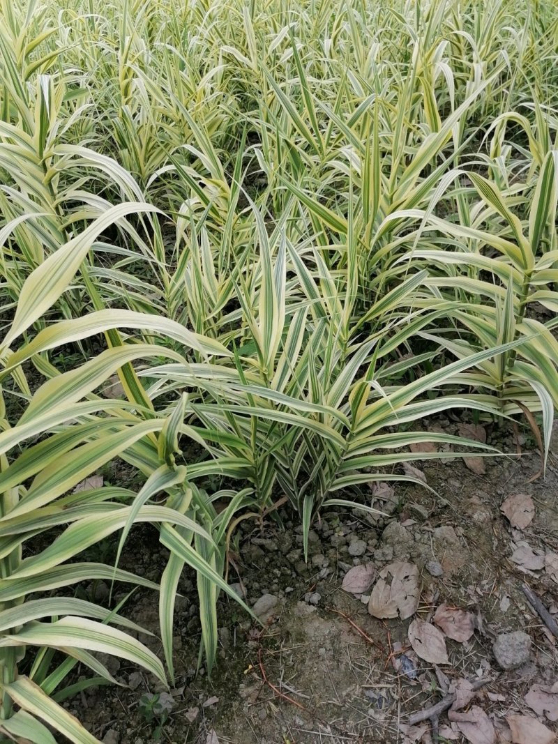 出售花叶芦竹，自家苗圃供应花叶芦竹量大从优