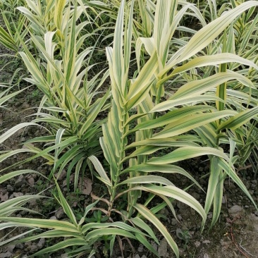 出售花叶芦竹，自家苗圃供应花叶芦竹量大从优