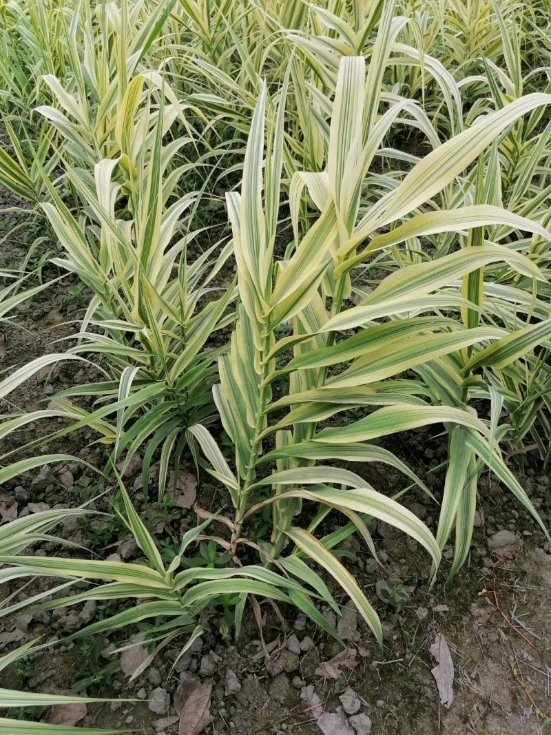 出售花叶芦竹，自家苗圃供应花叶芦竹量大从优