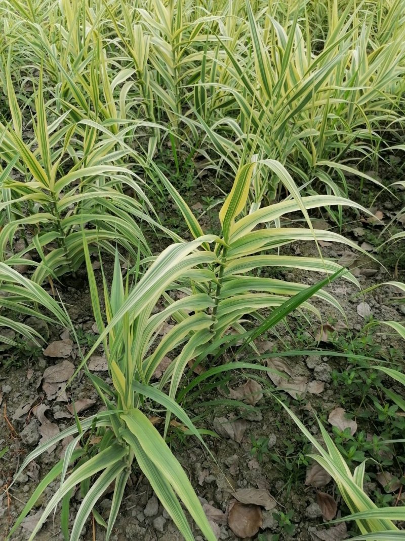 出售花叶芦竹，自家苗圃供应花叶芦竹量大从优