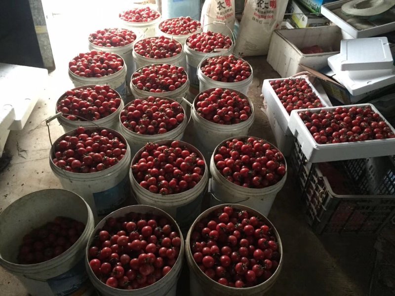 圣女果苗小西红柿苗千玺果苗口感小番茄苗育苗基地直供