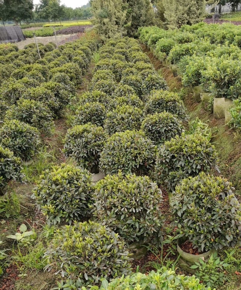 供应30公分左右毛鹃球，各种规格毛鹃球，价格面议