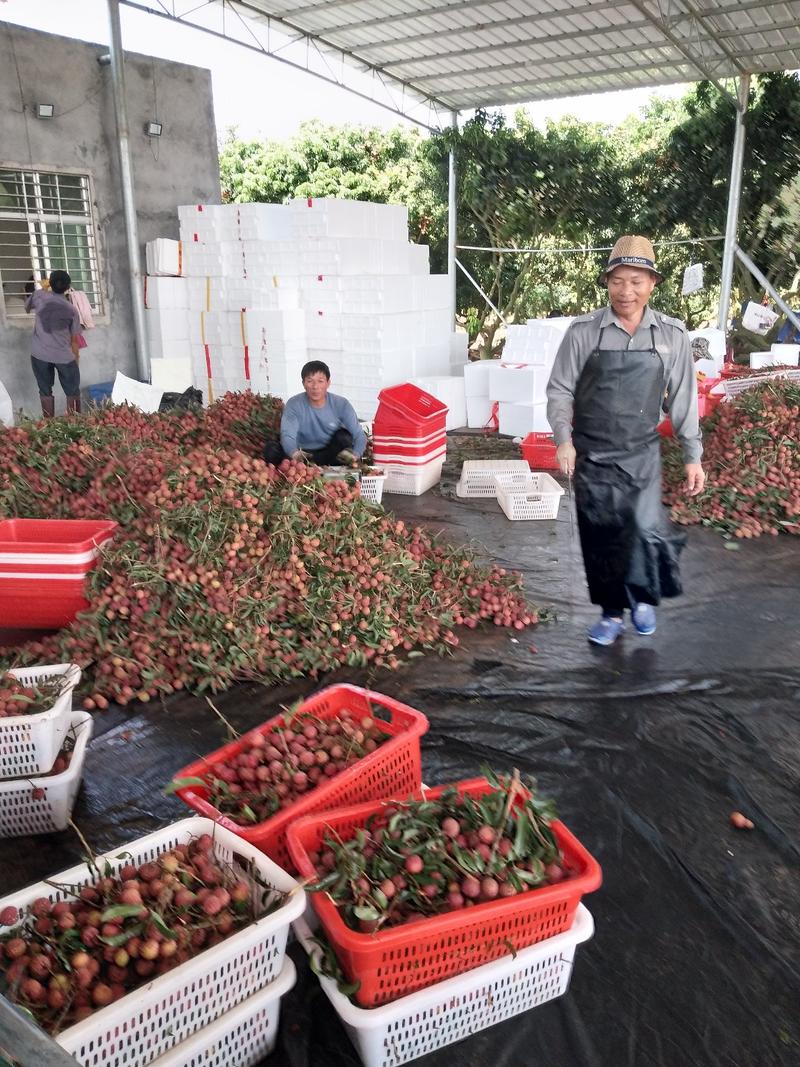 铭国果业，双肩玉荷包大量上市，诚信经营，