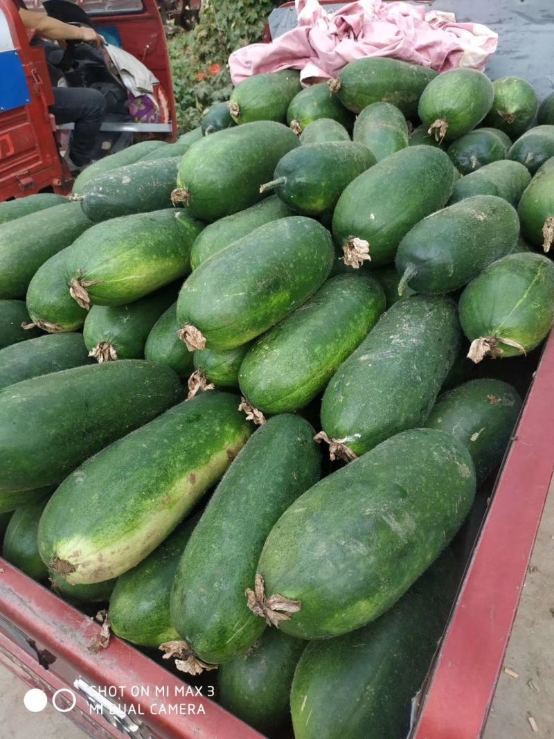 河南冬瓜大量上市有量