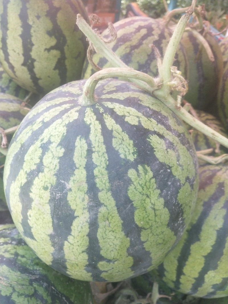 精选优质西瓜产地直发品质保障7斤打底8成熟1茬