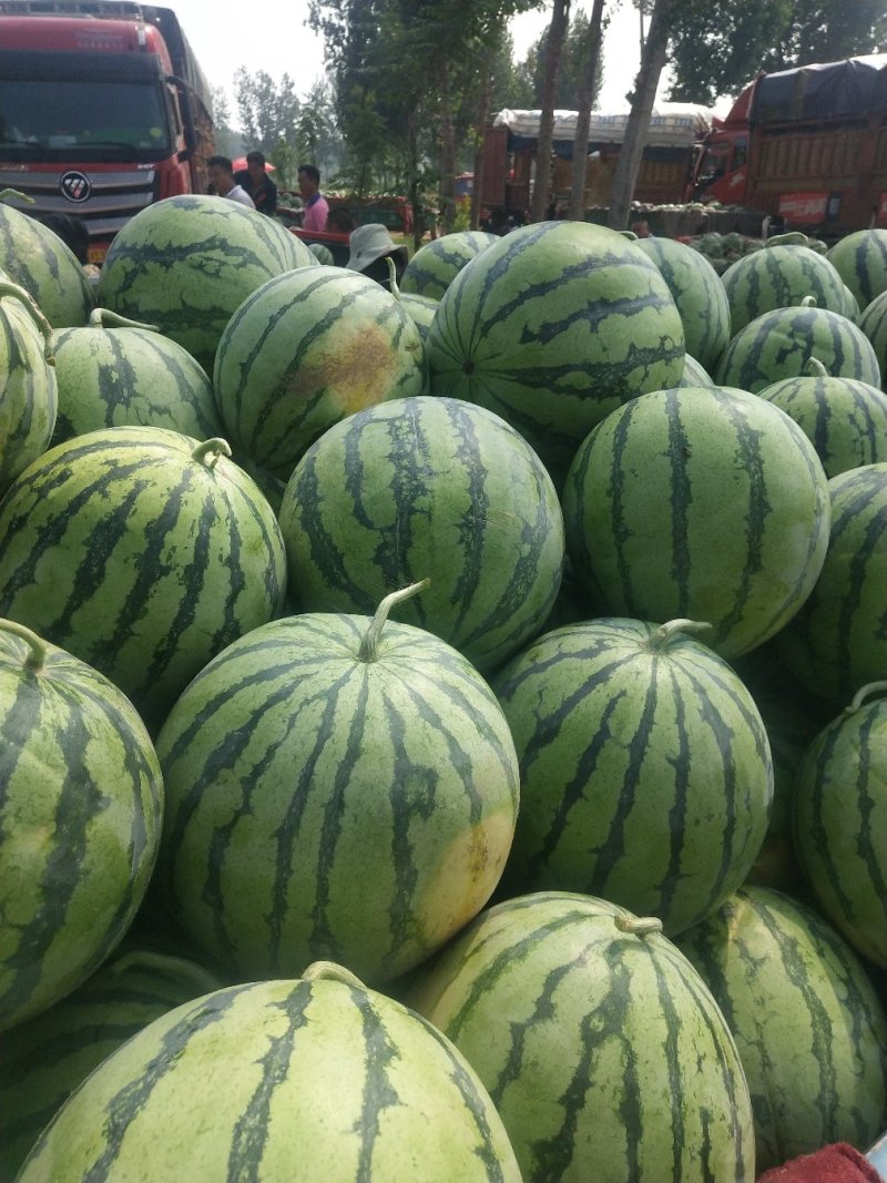 精选优质西瓜产地直发品质保障7斤打底8成熟1茬
