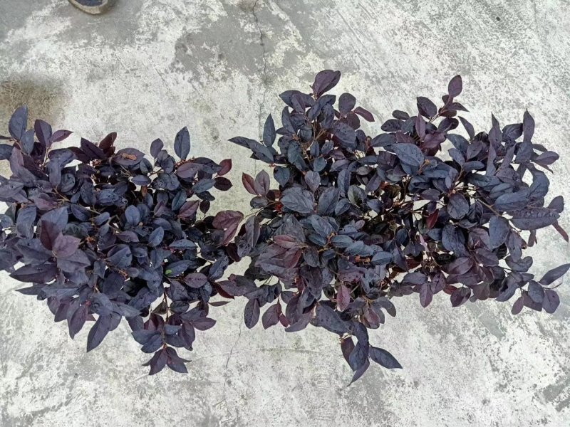红继木，精品红继木杯苗。