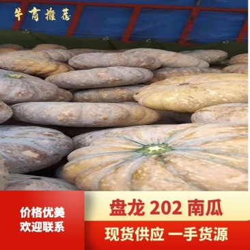 精品盘龙202板栗南瓜现货供应、一手货源