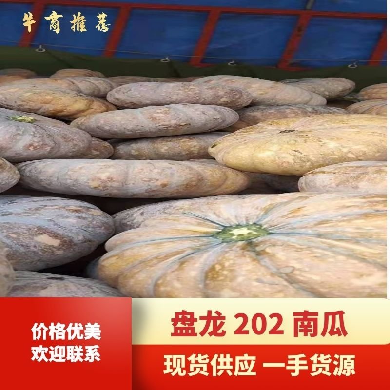 精品盘龙202板栗南瓜现货供应、一手货源