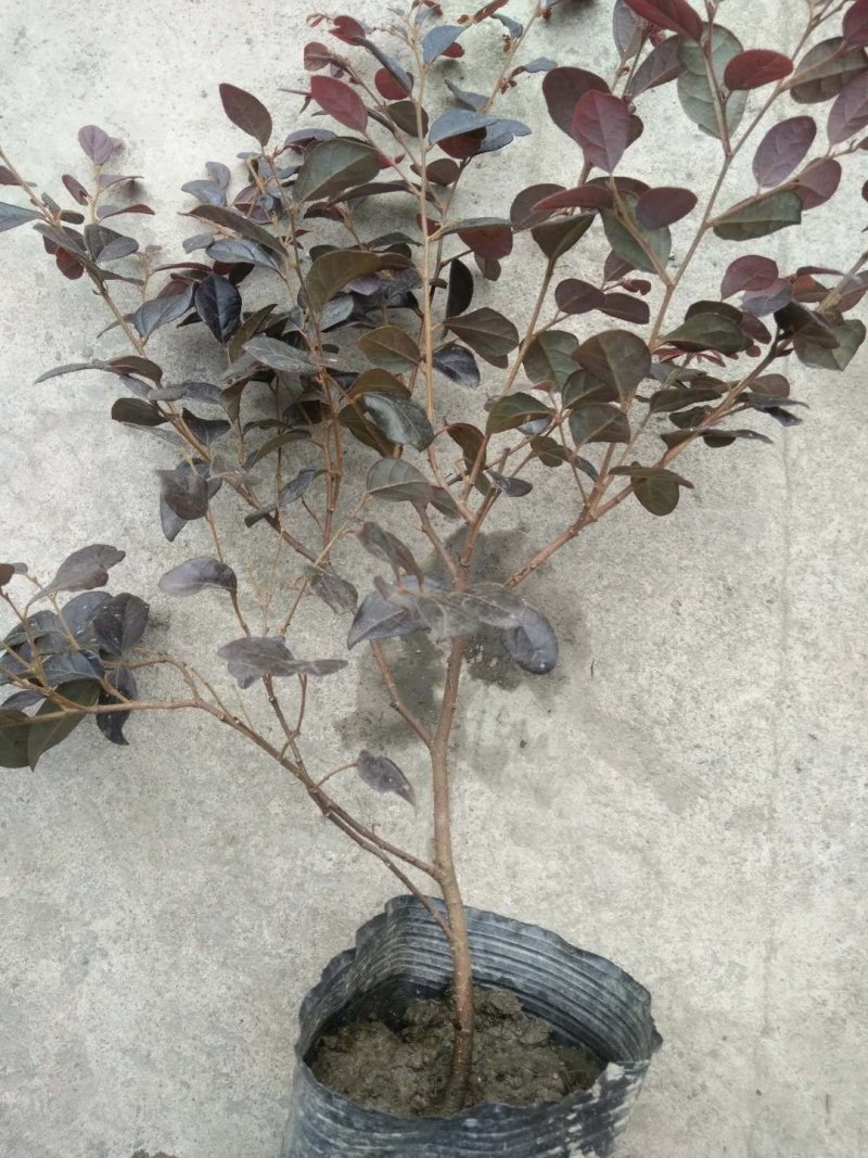 红继木，精品红继木杯苗。