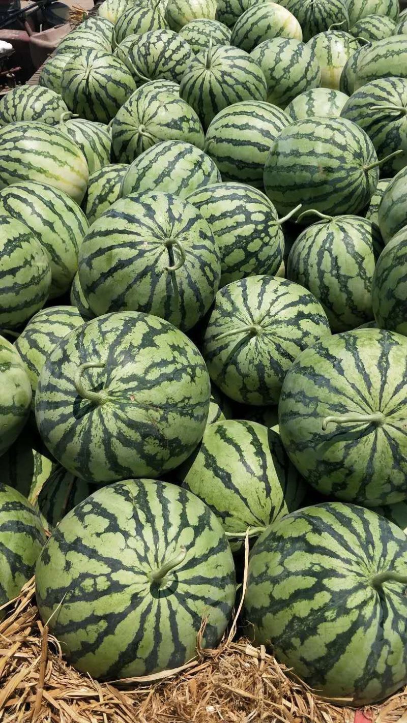 陆地头茬麦茬美都，体型好，糖度高，供应及时，