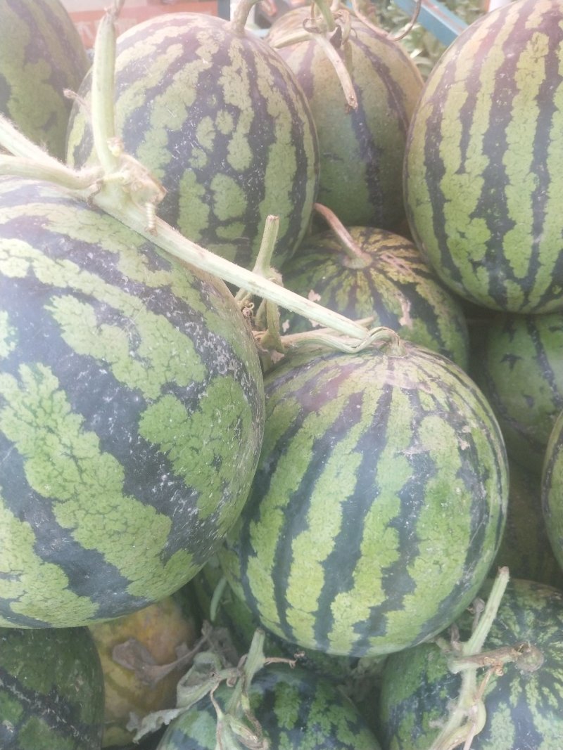 精选优质西瓜产地直发品质保障7斤打底8成熟1茬