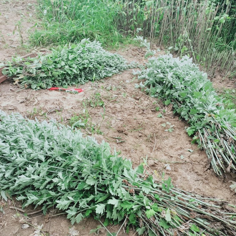 端午节新鲜艾草定制提前预定大货优惠价长期合作伙伴