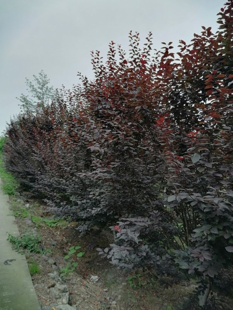 产地出售红叶李量大从优基地直发红叶李