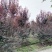 产地出售红叶李量大从优基地直发红叶李