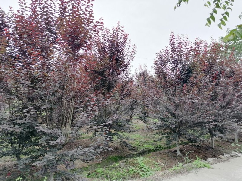 产地出售红叶李量大从优基地直发红叶李