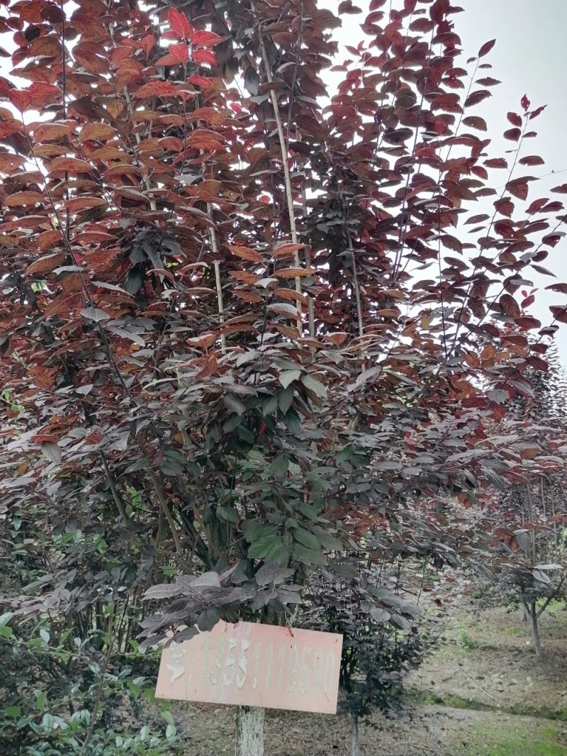 产地出售红叶李量大从优基地直发红叶李