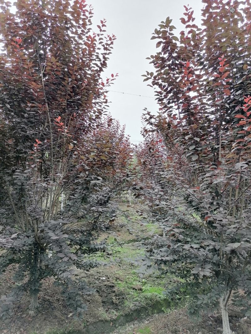 产地出售红叶李量大从优基地直发红叶李