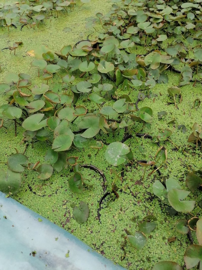 批量出售10-15公分睡莲，苗子好，货量多